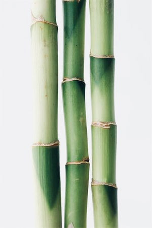 Women's Bamboo Underwear - Grass Tree Nude